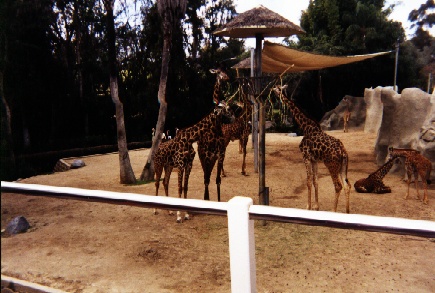 ./2002/03Mar/21_27San_Diego/Zoo_giraffe.jpg