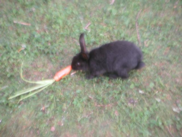 Bunny_with_carrot.jpg