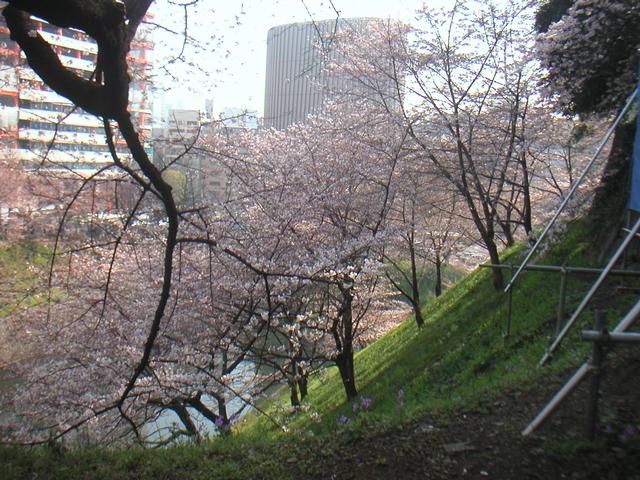 Cherry_Blossom2.jpg