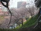 Cherry Blossom2