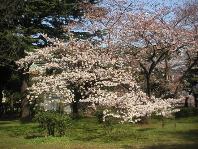 Cherry_Blossom3.jpg