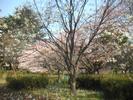 Cherry Blossom4