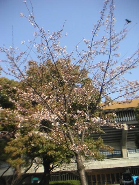 Cherry_Blossom_Budokan.jpg