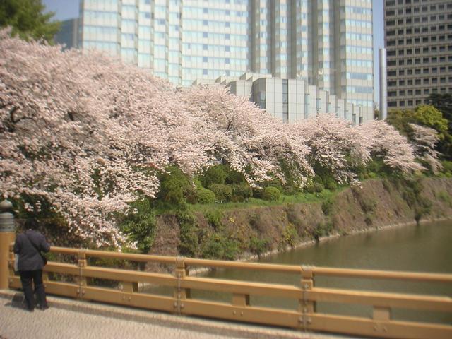 Cherry_Blossom.jpg