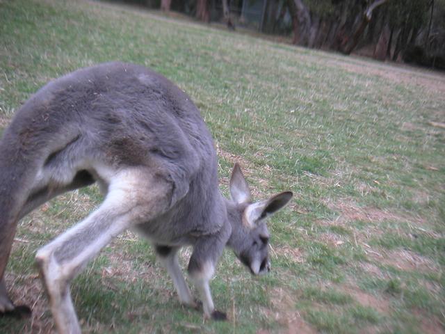 Kangaroo2.jpg