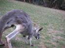 Kangaroo2