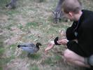 Rune feeding duck and kangaroo