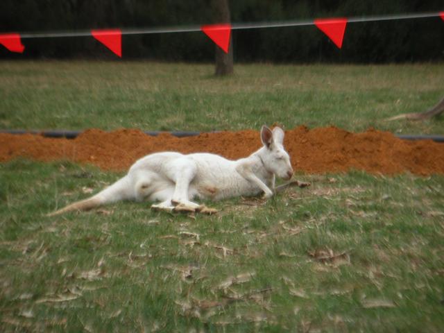 White_kangaroo.jpg