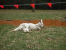 White kangaroo