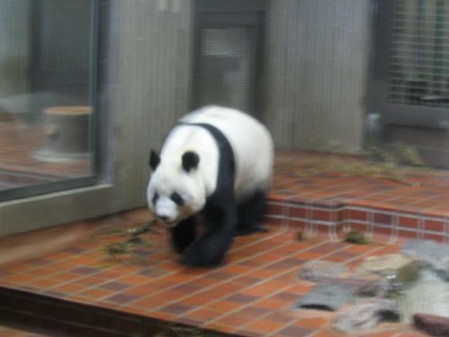 Panda5.jpg