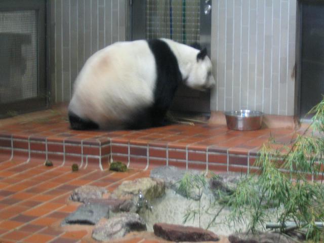 Panda6.jpg