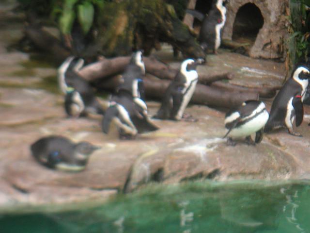 Pinguins2.jpg