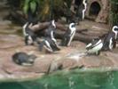 Pinguins2