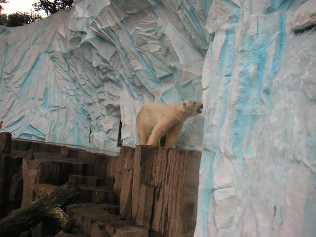 PolarBear2.jpg