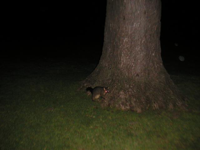 Opossum_Tree.jpg