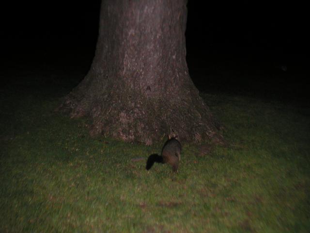 Opossum_Tree2.jpg