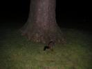 Opossum Tree2