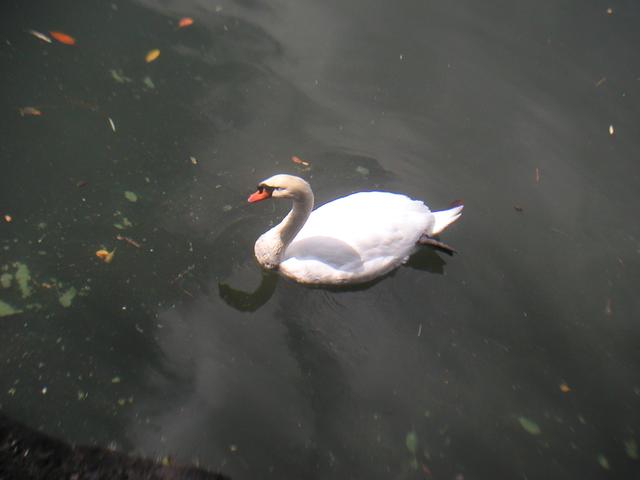 Swan.jpg