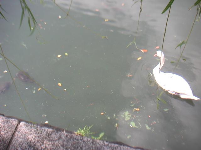 Turtles_and_Swan.jpg