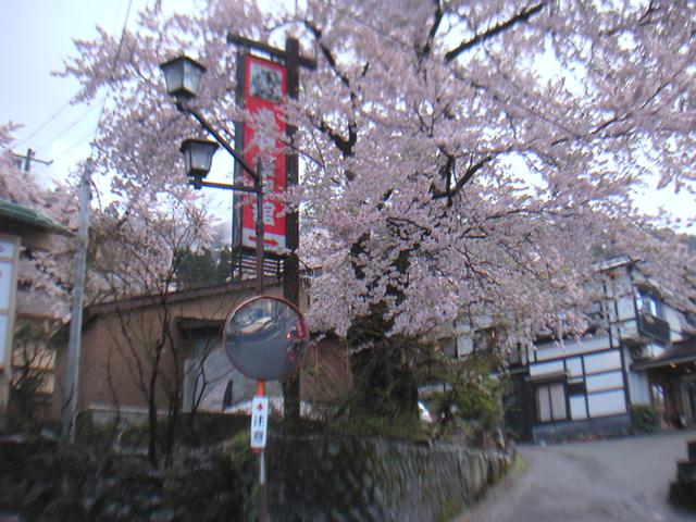 02Skiing/Sakura_CherryBlossom.jpg