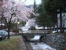 Sakura CherryBlossom3