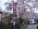 Sakura CherryBlossom