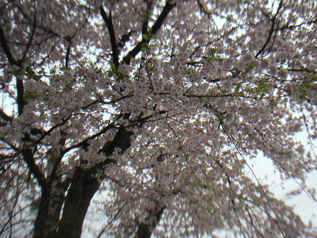 Sakura_CherryBlossom2.jpg