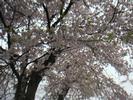 Sakura CherryBlossom2