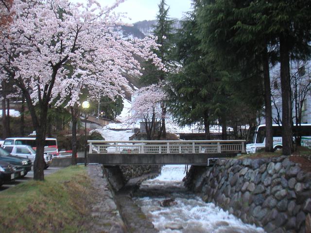 02SkiingGalaYuZawa/Sakura_CherryBlossom3.jpg