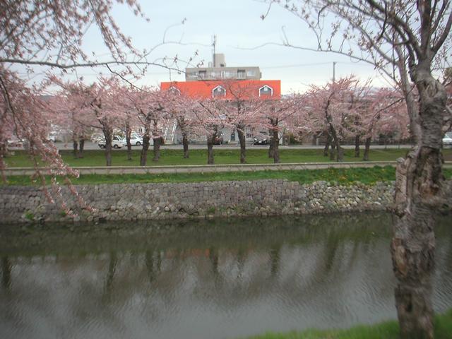 Sakura_House.jpg