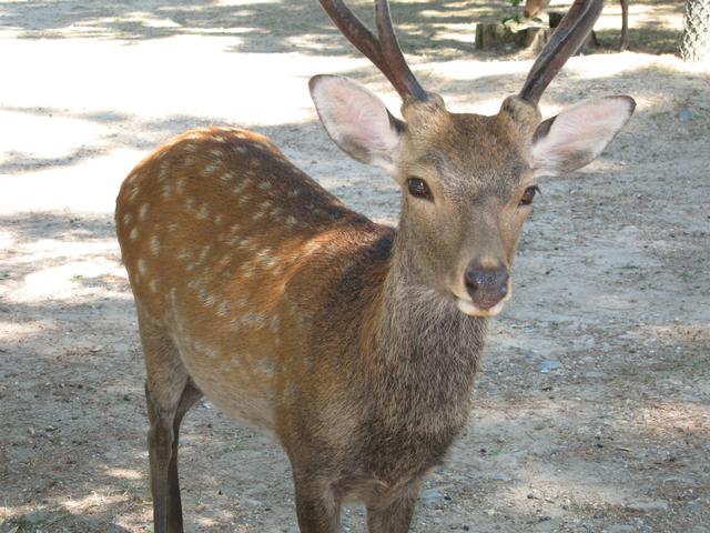 Deer4.jpg