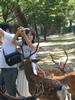 Deer Tourist Feeding