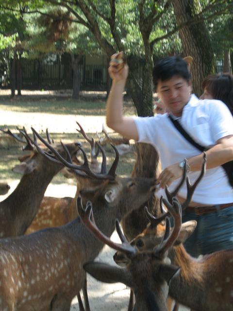 Deer_Tourist_Feeding_escape.jpg