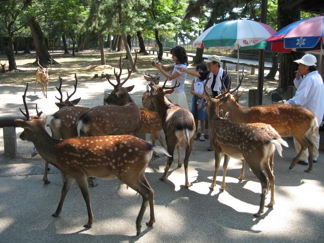 Deer_Tourists.jpg