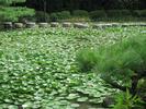 Water Stones