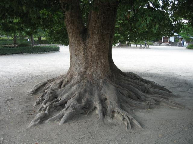 Roots2.jpg
