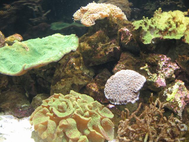Coral_Reef.jpg