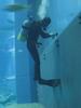 Diver Window cleaning