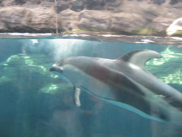 Dolphin3.jpg
