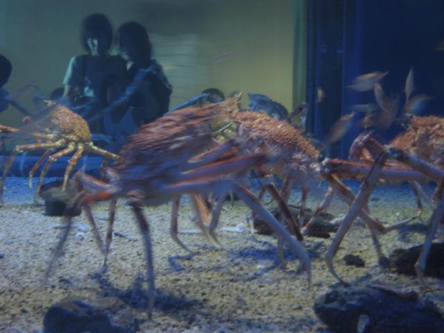 Giant_Crabs.jpg