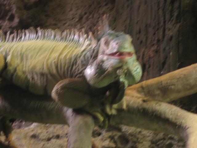 Iguana.jpg