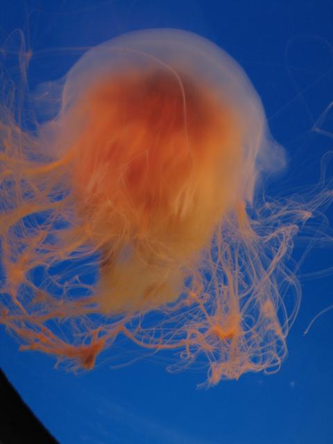 Jellyfish.jpg