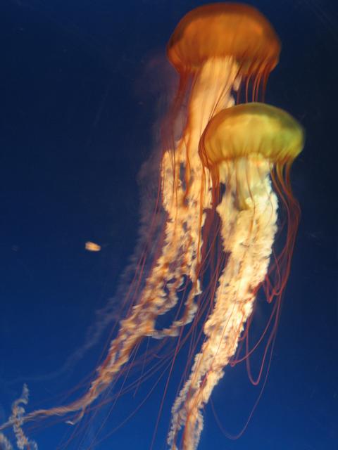 Jellyfish10.jpg