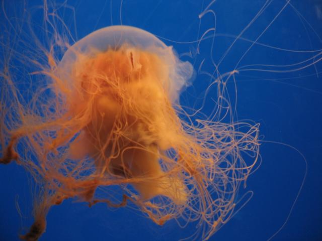 Jellyfish2.jpg