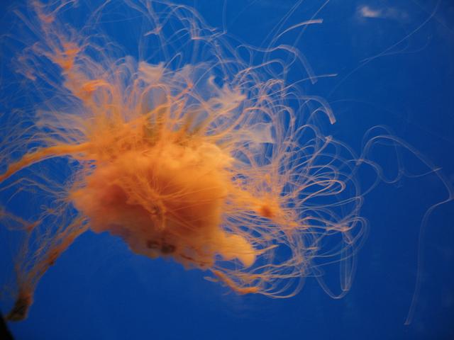 Jellyfish3.jpg