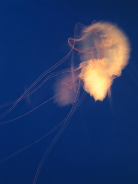 Jellyfish4.jpg