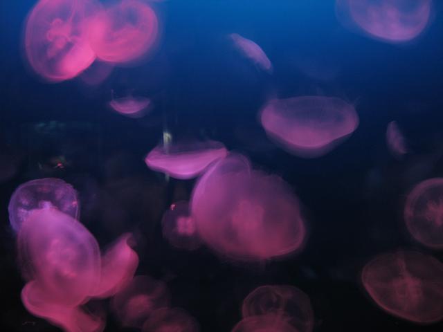 Jellyfish6.jpg