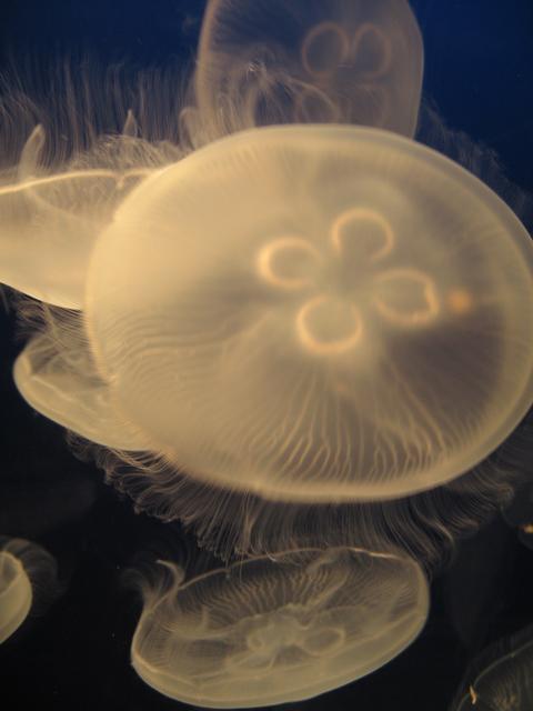 Jellyfish7.jpg