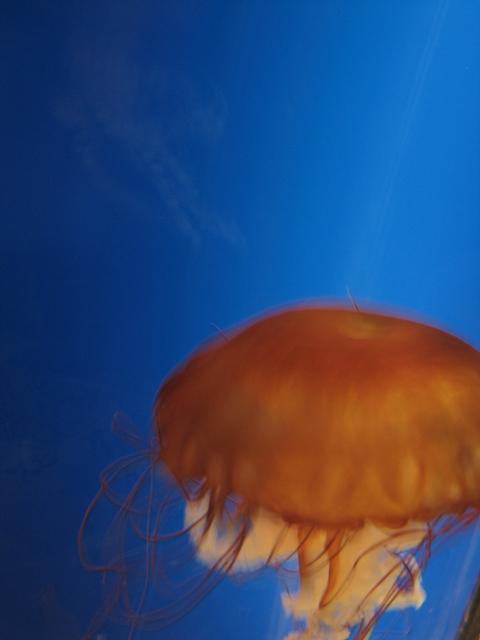 Jellyfish8.jpg