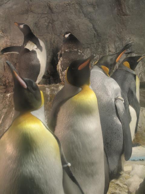 Penguins2.jpg